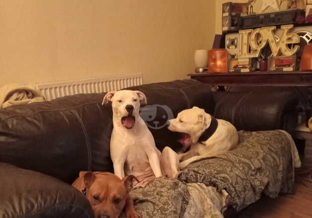 JOHNSONS AMERICAN BULLDOG PUPPIES for sale in Oldham, Greater Manchester