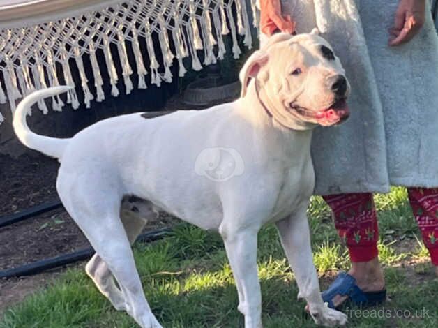 kager scott x bulldog 15 mth old for stud for sale in Hereford, Herefordshire - Image 1