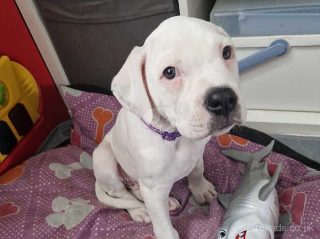 Last American bulldog puppy for sale in Edinburgh, City of Edinburgh