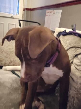 LEXI 7 MONTH OLD AMERICAN BULL DOG (NOT XL) for sale in Grimsby, Lincolnshire - Image 2