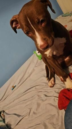 LEXI 7 MONTH OLD AMERICAN BULL DOG (NOT XL) for sale in Grimsby, Lincolnshire - Image 4