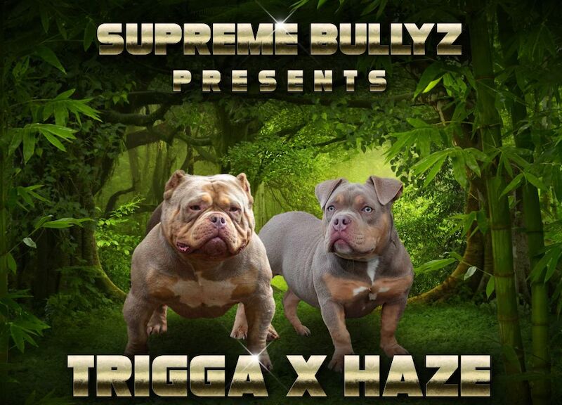 Lilac tri micro bullyz for sale in Redditch, Worcestershire