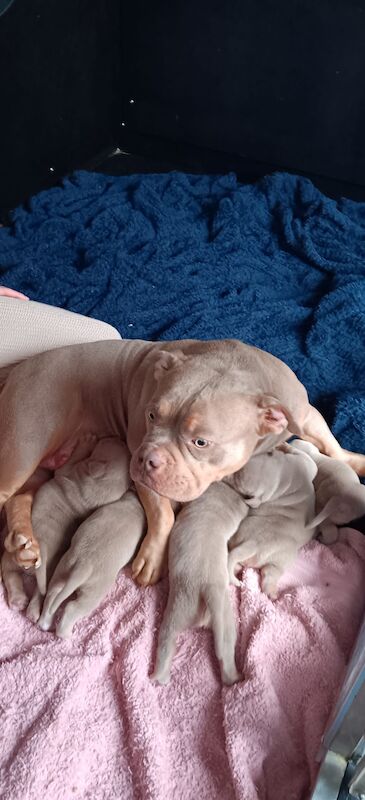 Lilac tri micro bullyz for sale in Redditch, Worcestershire - Image 2