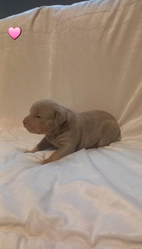 American Bully Puppies for sale in Worcestershire