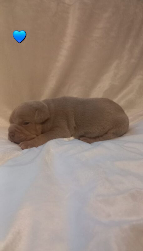 American Bully Puppies for sale