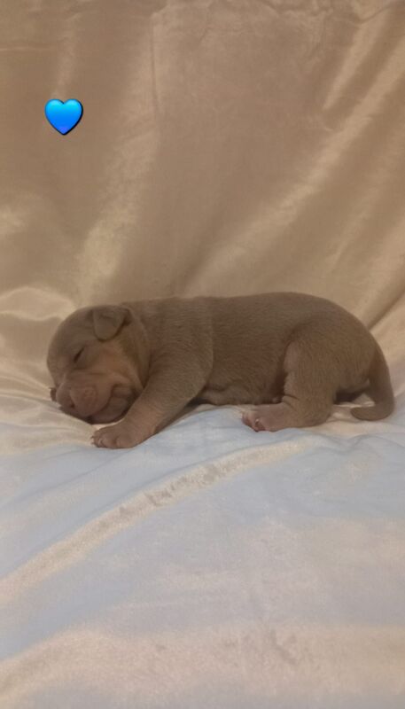 Lilac tri micro bullyz for sale in Redditch, Worcestershire - Image 5