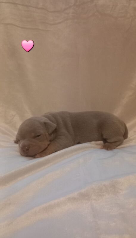 Lilac tri micro bullyz for sale in Redditch, Worcestershire - Image 6