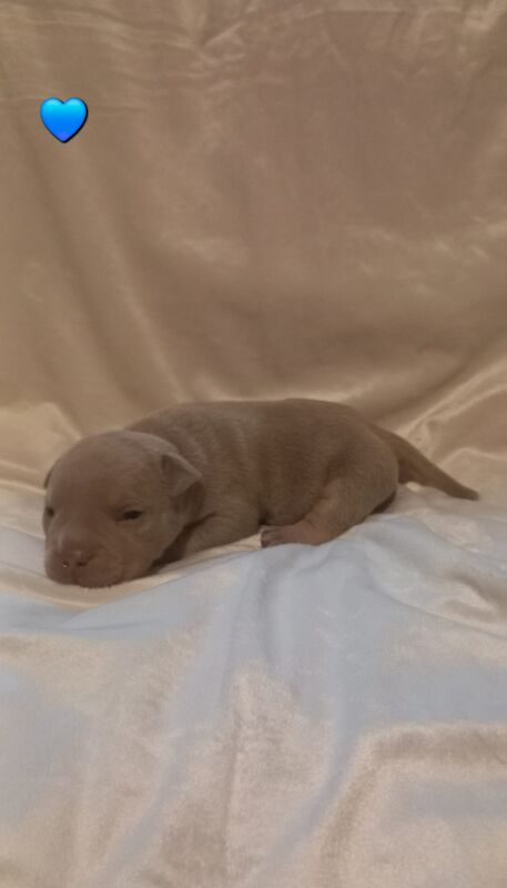 Lilac tri micro bullyz for sale in Redditch, Worcestershire - Image 7