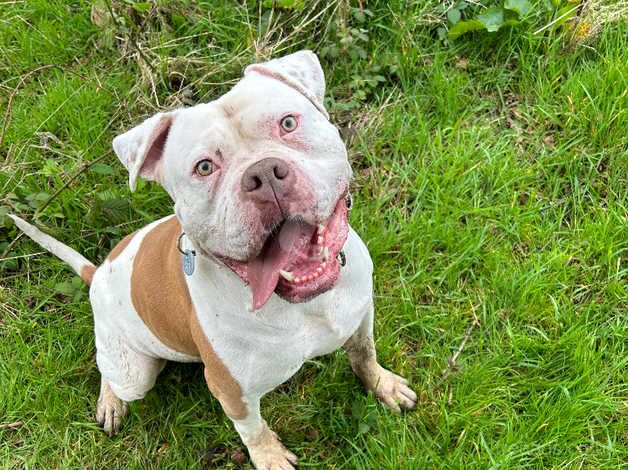 Looking to rehome my stunning American bulldog for sale in Waterlooville, Hampshire - Image 1