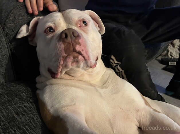 Looking to rehome my stunning American bulldog for sale in Waterlooville, Hampshire - Image 2