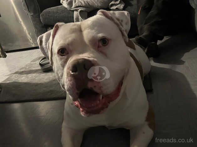 Looking to rehome my stunning American bulldog for sale in Waterlooville, Hampshire - Image 4