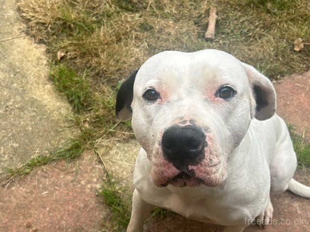 Lovely 4 years old American bulldog for sale in Oxford, Staffordshire