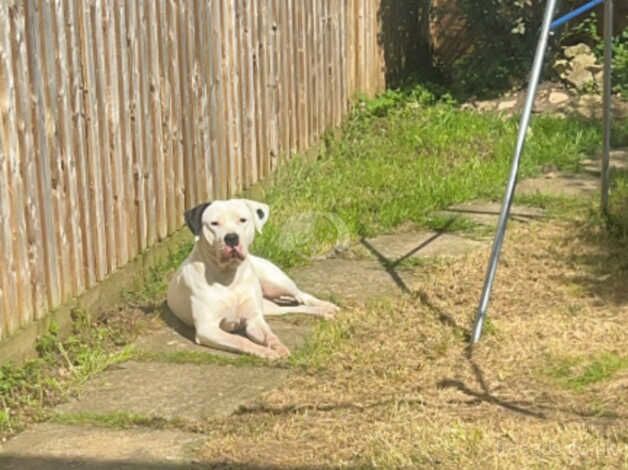 Lovely 4 years old American bulldog for sale in Oxford, Staffordshire - Image 2