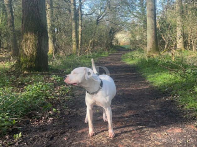 Lovely 4 years old American bulldog for sale in Oxford, Staffordshire - Image 3