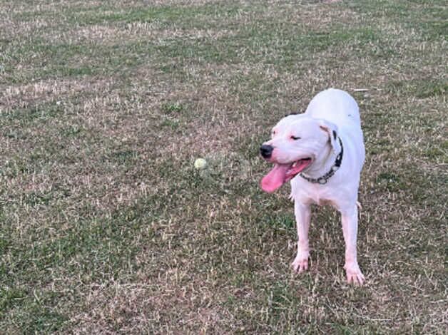 Lovely 4 years old American bulldog for sale in Oxford, Staffordshire - Image 4