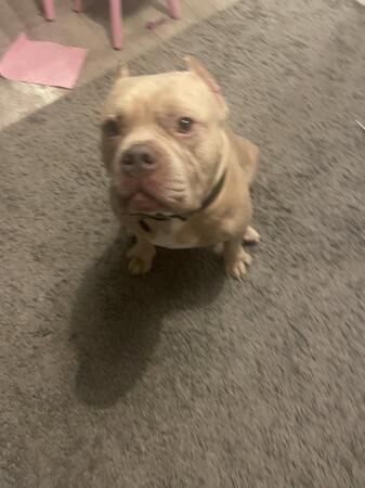 Lovely pocket bully boy for rehoming for sale in Horsham, West Sussex