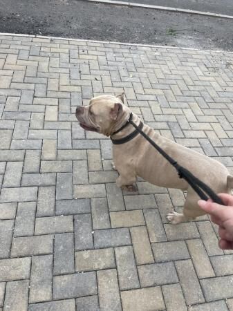 Lovely pocket bully boy for rehoming for sale in Horsham, West Sussex - Image 2