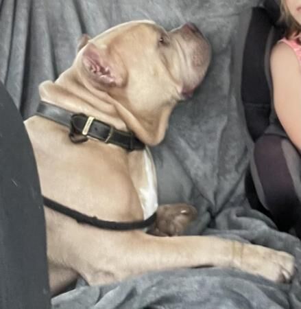 Lovely pocket bully boy for rehoming for sale in Horsham, West Sussex - Image 4