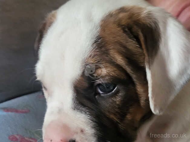 Lovely puppies for sale, so cute. for sale in Manchester, Greater Manchester - Image 2