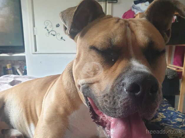 Male 1years old for sale in Telford, Shropshire