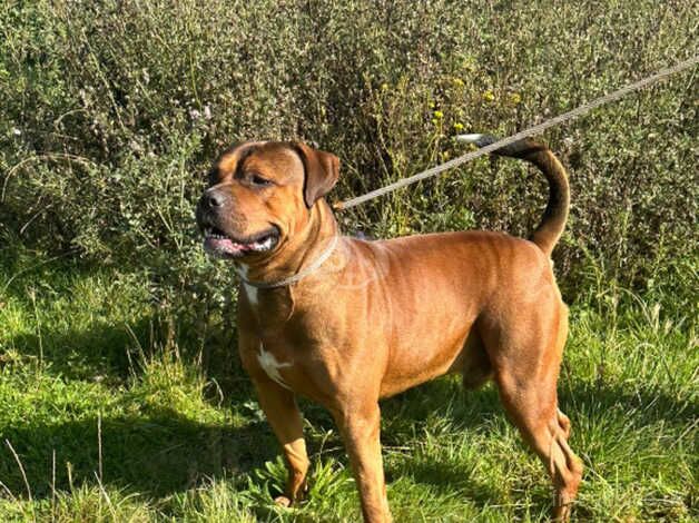 male american bull dog for sale in Bridgnorth, Shropshire - Image 1