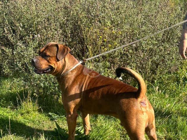 male american bull dog for sale in Bridgnorth, Shropshire - Image 2