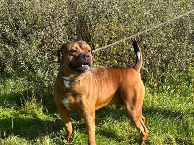 male american bull dog for sale in Bridgnorth, Shropshire - Image 3