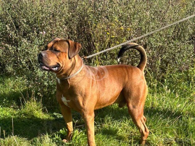 male american bull dog for sale in Bridgnorth, Shropshire - Image 4