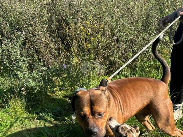 male american bull dog for sale in Bridgnorth, Shropshire - Image 5