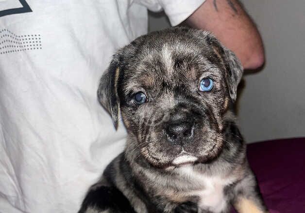 Male american bulldog cross shitzu puppy for sale in Sale, Greater Manchester