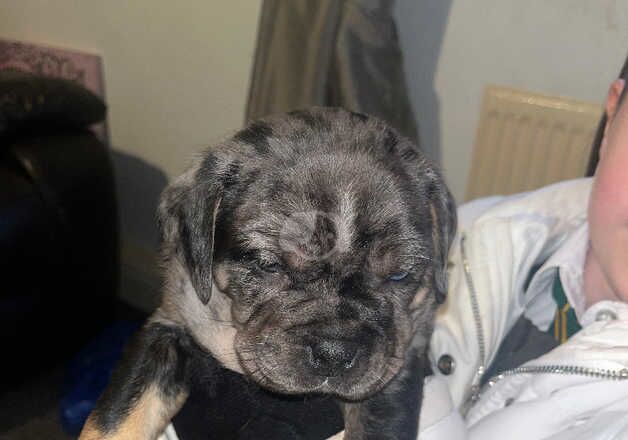 American Bulldogs for sale in Sale, Greater Manchester