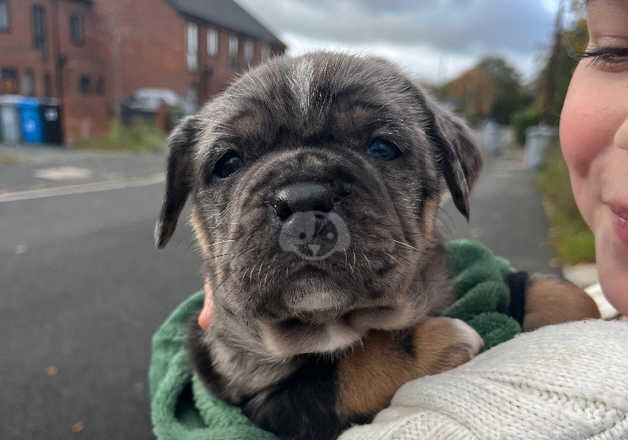 Male american bulldog cross shitzu puppy for sale in Sale, Greater Manchester - Image 3