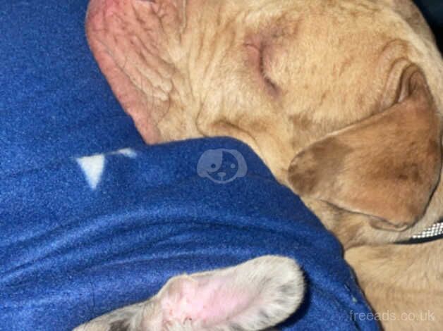 Male American bulldog for sale in Bradley Stoke, Gloucestershire - Image 2