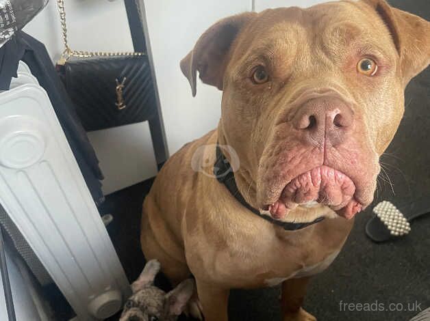 Male American bulldog for sale in Bradley Stoke, Gloucestershire - Image 3