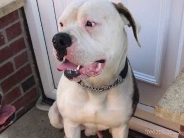 Male American bulldog re-home for sale in Sheffield, South Yorkshire - Image 1