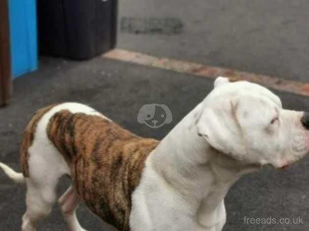 American Bulldogs for sale in Sheffield, South Yorkshire