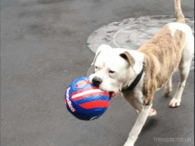 American Bully Puppies for sale in South Yorkshire