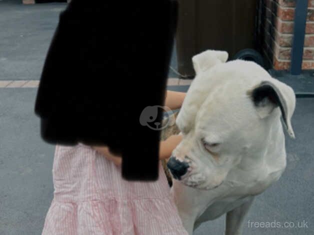 Male American bulldog re-home for sale in Sheffield, South Yorkshire - Image 4