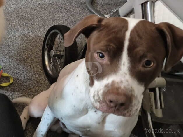 Male American Bulldog x for sale in Todmorden, West Yorkshire