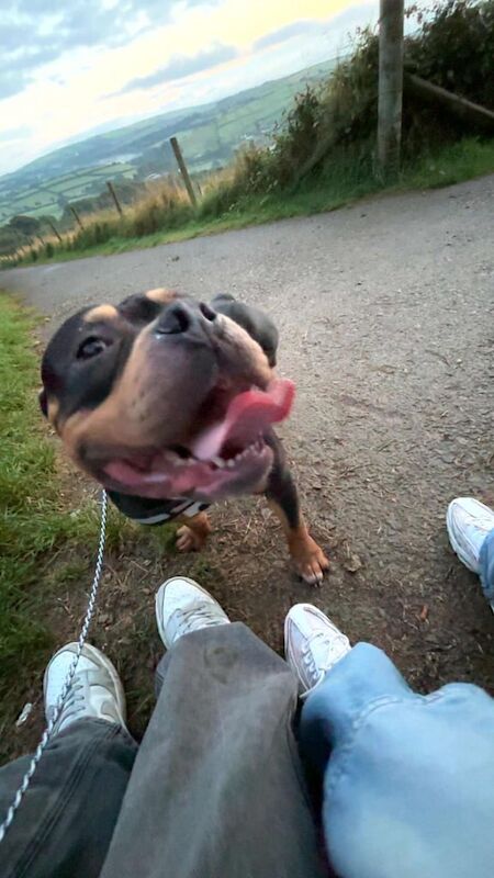 Male pocket bully for sale in Plymouth, Devon - Image 3