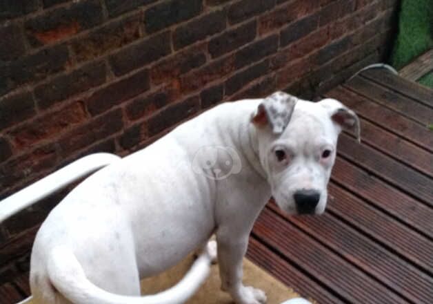 MASTIFF MIX BULLDOG. ARCTIC WHITE, HIGHLY INTELLIGENT DOGS. for sale in Oldham, Greater Manchester