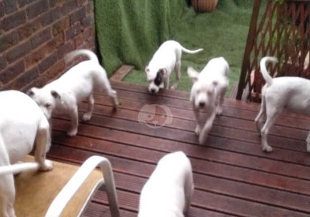 MASTIFF MIX BULLDOG. ARCTIC WHITE, HIGHLY INTELLIGENT DOGS. for sale in Oldham, Greater Manchester - Image 2