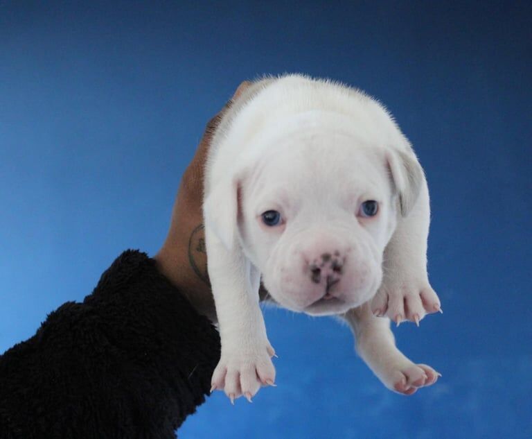 Micro Pocket Bullies (FOR SALE) for sale in Lambeth, Greater London - Image 1