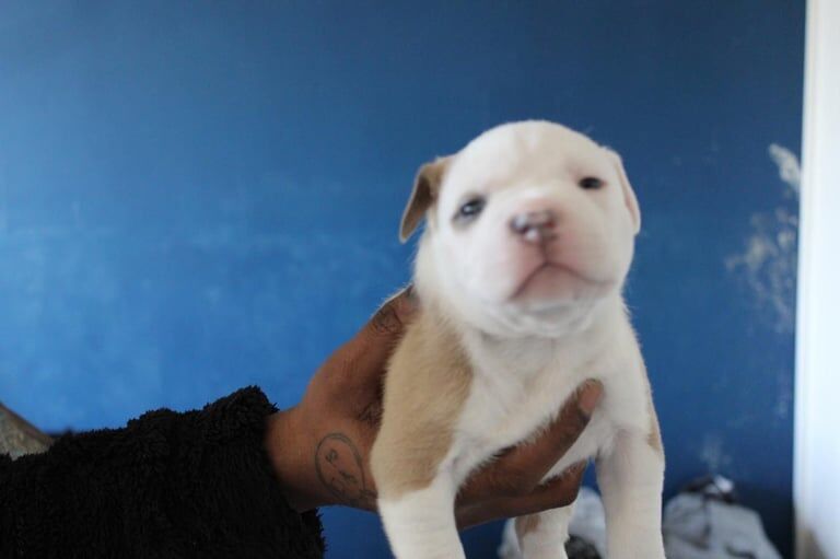 Micro Pocket Bullies (FOR SALE) for sale in Lambeth, Greater London - Image 3