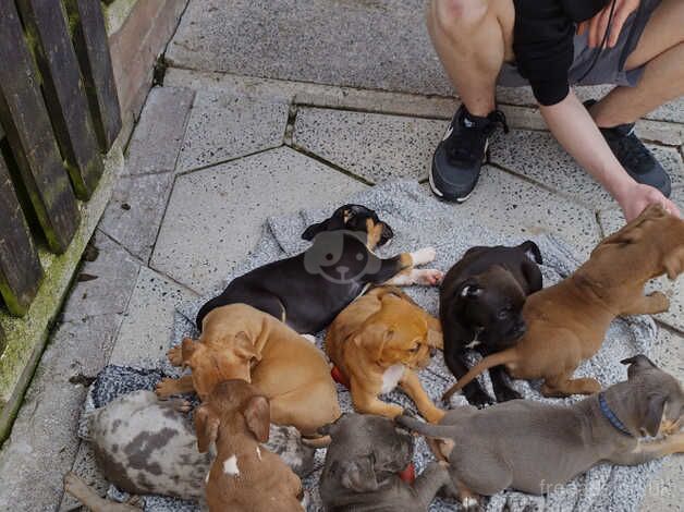 Old time American bulldogs for sale in Banbridge