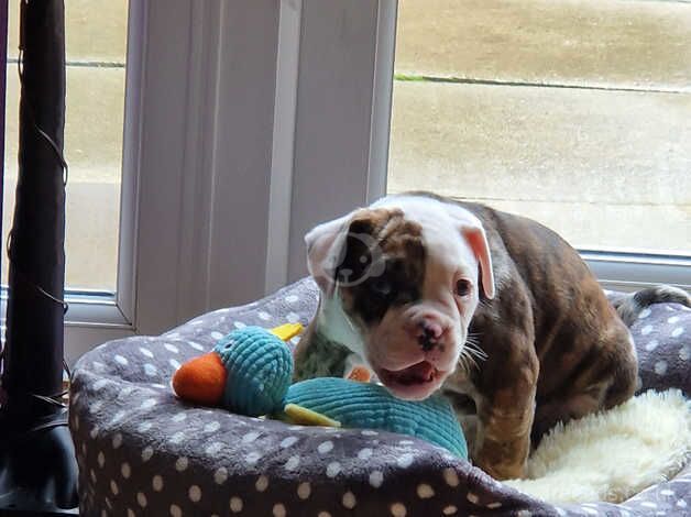 Olde tyme bulldog puppy for sale in Dudley, Tyne and Wear