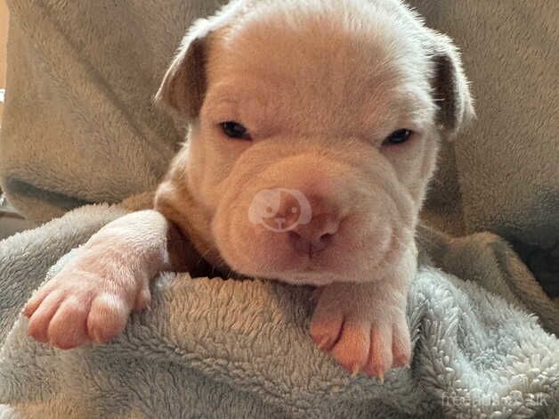 Pocket American bulldog puppies for sale in Doncaster, South Yorkshire