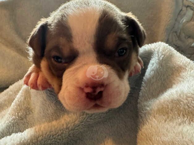 Pocket American bulldog puppies for sale in Doncaster, South Yorkshire - Image 2