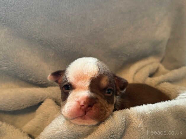 Pocket American bulldog puppies for sale in Doncaster, South Yorkshire - Image 4