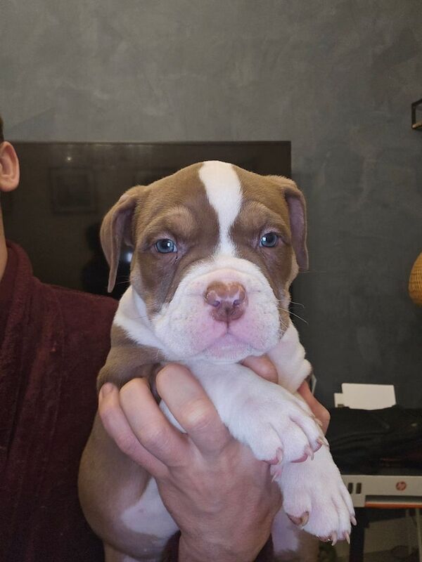 Pocket American bullys puppies for sale in Glasgow, Glasgow City